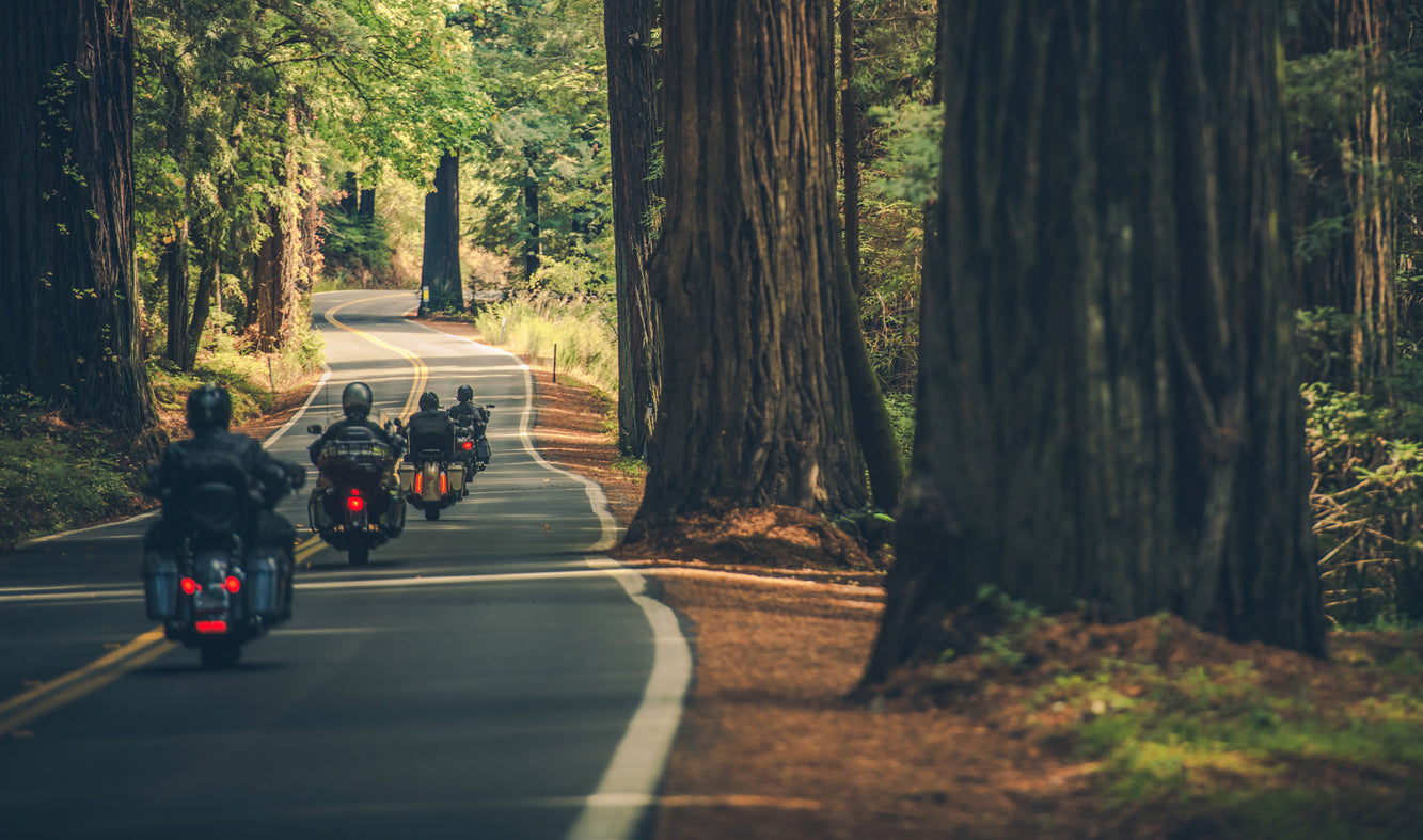 line of motorcycles driving down a forrest road
